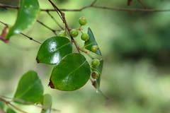 Decaspermum gracilentum