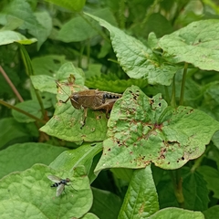 Peripolus