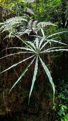 Arisaema consanguineum