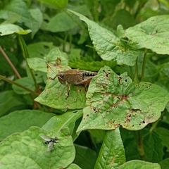 Peripolus