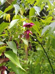 Leycesteria