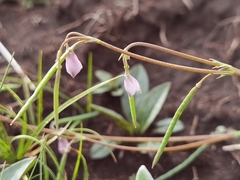 Hypecoum leptocarpum