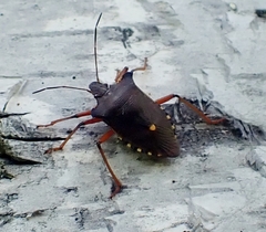 Pentatoma rufipes
