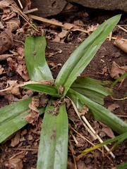 Chloraea membranacea