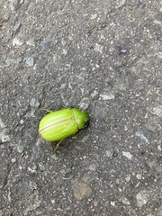 Pelidnota prasina