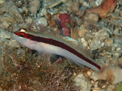 Gobius vittatus