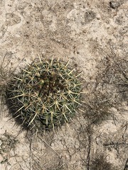 Coryphantha ottonis