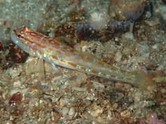 Gobius kolombatovici