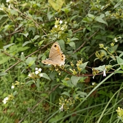 Lasiommata schakra