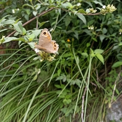 Lasiommata schakra