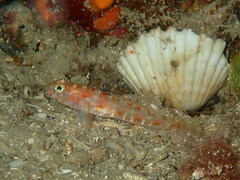 Vanneaugobius dollfusi