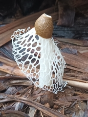 Phallus atrovolvatus