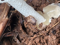 Phallus atrovolvatus