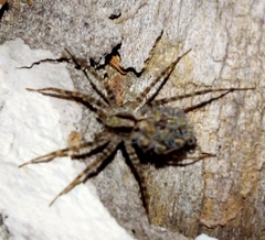 Camptocosa