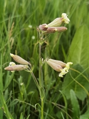 Silene repens