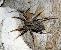 Camptocosa