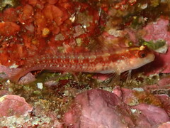 Striped Blenny photo 3