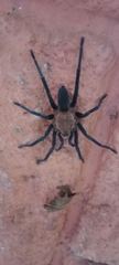 Theraphosidae