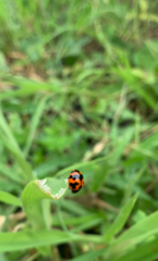Coccinellidae