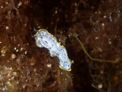 Prostheceraeus moseleyi