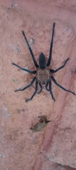 Theraphosidae