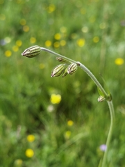 Silene nepalensis