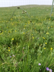 Silene nepalensis