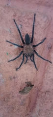 Theraphosidae