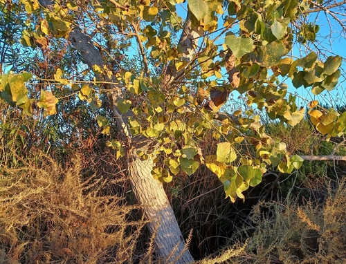 iNaturalist observation photo of Frémont Cottonwood