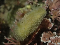 Thordisa bimaculata