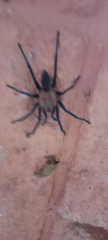 Theraphosidae