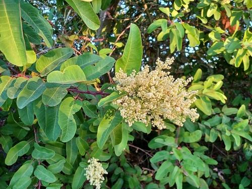 iNaturalist observation photo of laurel sumac