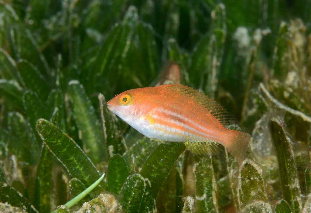 Groenvlek-papegaaivis (Sparisoma atomarium) — Scaridae