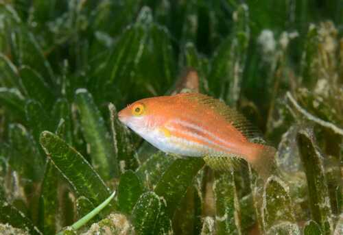 Greenblotch parrotfish (Sparisoma atomarium) — Scaridae