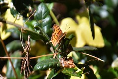 Polygonia satyrus