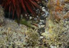 Tigrigobius multifasciatus