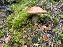Leccinum vulpinum