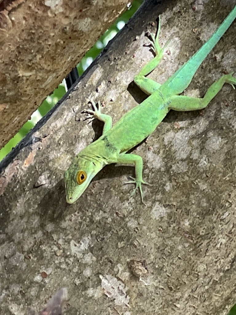 Montserrat Anole