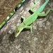 Plymouth Anole - Photo no rights reserved