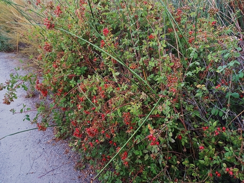 iNaturalist observation photo of California Wild Rose