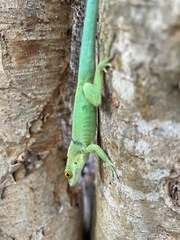 Anolis lividus