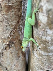 Anolis lividus