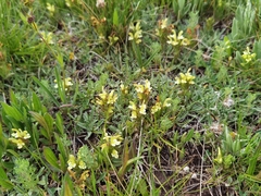 Pedicularis lyrata