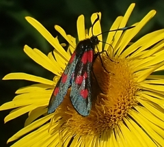 Zygaena viciae