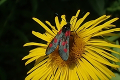 Zygaena viciae