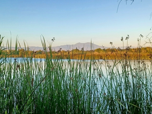 iNaturalist observation photo of California bulrush