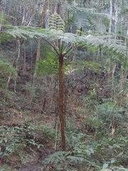 Cyathea