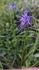 Phyteuma betonicifolium