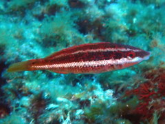 Symphodus doderleini