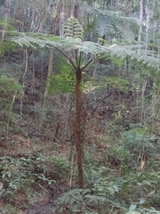 Cyathea